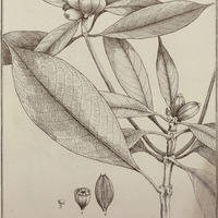 Amaïoua Guyannensis