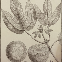 Bagassa Guyannensis