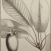 Coupoui Aquatica