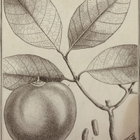 Macoubea Guyannensis