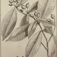 Quiina Guyannensis