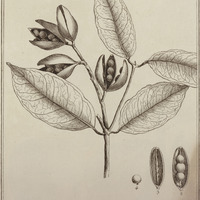 Passoura Guyannensis