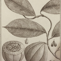 Senapea Guyannensis