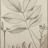 Racaria Sylvatica