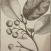 Courimari Guyannensis