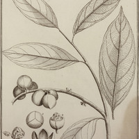 Pitumba Guyannensis