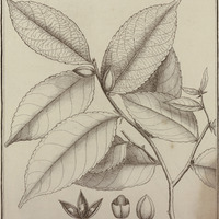 Piparea Dentata