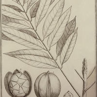 Carapa Guyannensis