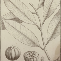 Tampoa Guyannensis