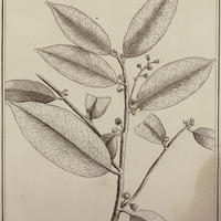 Maquira Guyannensis