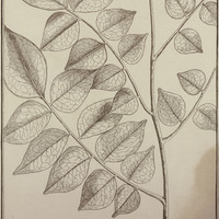 Tariri Guyannensis