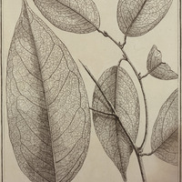 Bocoa Provassensis