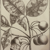 Couma Guyannensis