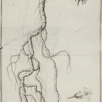 Plante de châyavèr