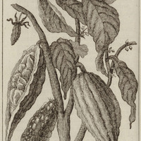 Cacao