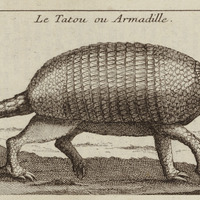 Le tatou ou armadille