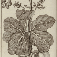 Acajou