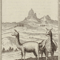 Liama et Vigones