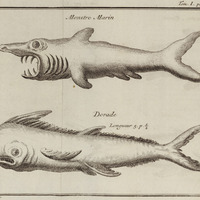 Monstre marin et dorade