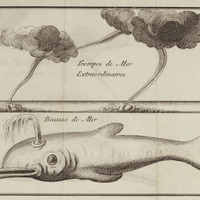 Trompes de mer extraordinaires et Bécasse de mer