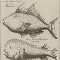 Poissons extraordinaires du Cap Mezurado