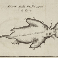 Poisson apellé Diable espèce de Raye