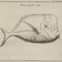 Poisson appelé Lune