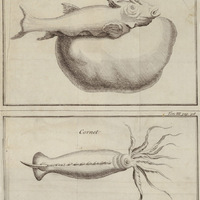 Gros ventre et Cornet