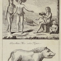 DasAnta Thier oder Tapir