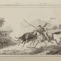 Chasse aux taureaux