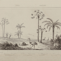Mauritia Vinifera, Cocos capitata, Barigudo, Autruches