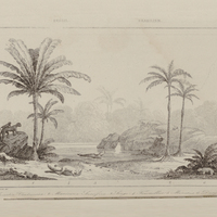 Iriartia ventricosa, manucuria, singe, fourmillier, munatus, Dasipus