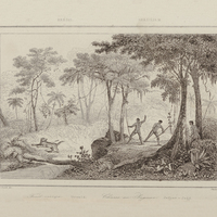 Forêt vierge, chasse au jaguar