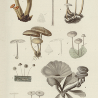 Cantharellus guyanensis, Marasmius plectophyllus, Agaridus hortulanus, Cantharellus buccinalis,…