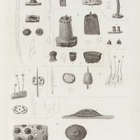 Camillca lepricurü, C. Cyclops, C. Bacillum, C. Mucronala, C. Labellum, Xylaria aristala, X…