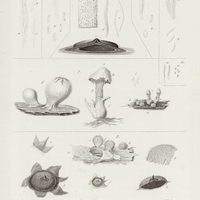 Sphaerua uberina, S. phasclina, S. Verminosa, S. Clivulosa, S. Fusariispora, Cordierites guyanensis…
