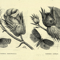 Thortrix gossipiella / Thortrix carpas