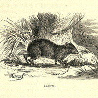 Agouti