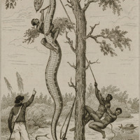 Boa Constrictor