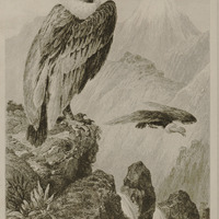 Le Condor
