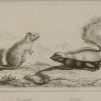 Chinchilla