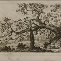 Arbre Daro