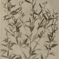 Rameau d'Ambrevade
