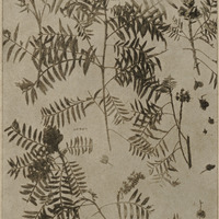 Rameau de Tsitoavina