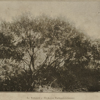 Le Tsitoavina