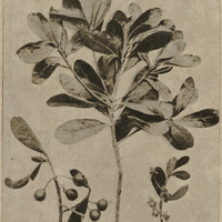 Rameau de Tapia
