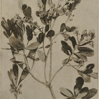 Rameau de Tapia
