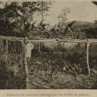 Pépinières de cacaoyers onbragés par des feuilles de palmier