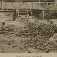 Cassage des cabosses à Madagascar