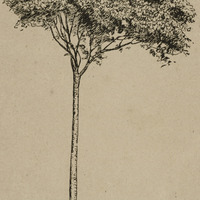Manisoba